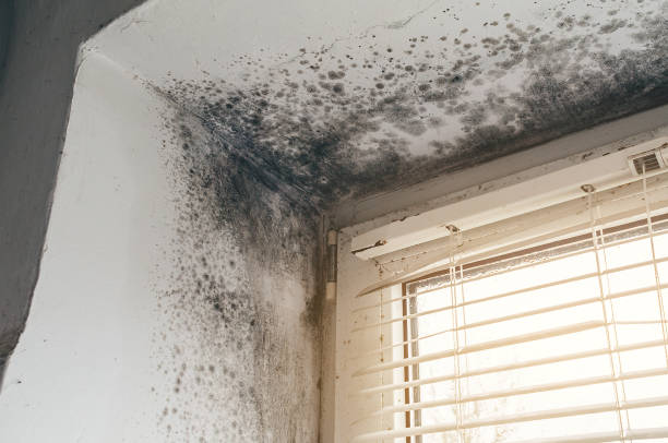 Trusted Attic Mold Removal service in Washington, GA - Cheap Mold Removal